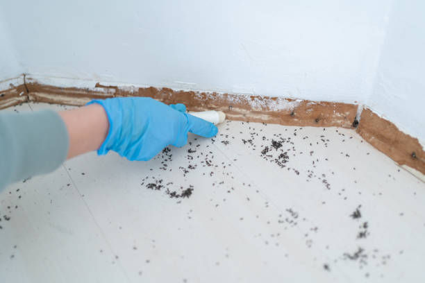 Best Rat Extermination Near Me  in Fennville, MI